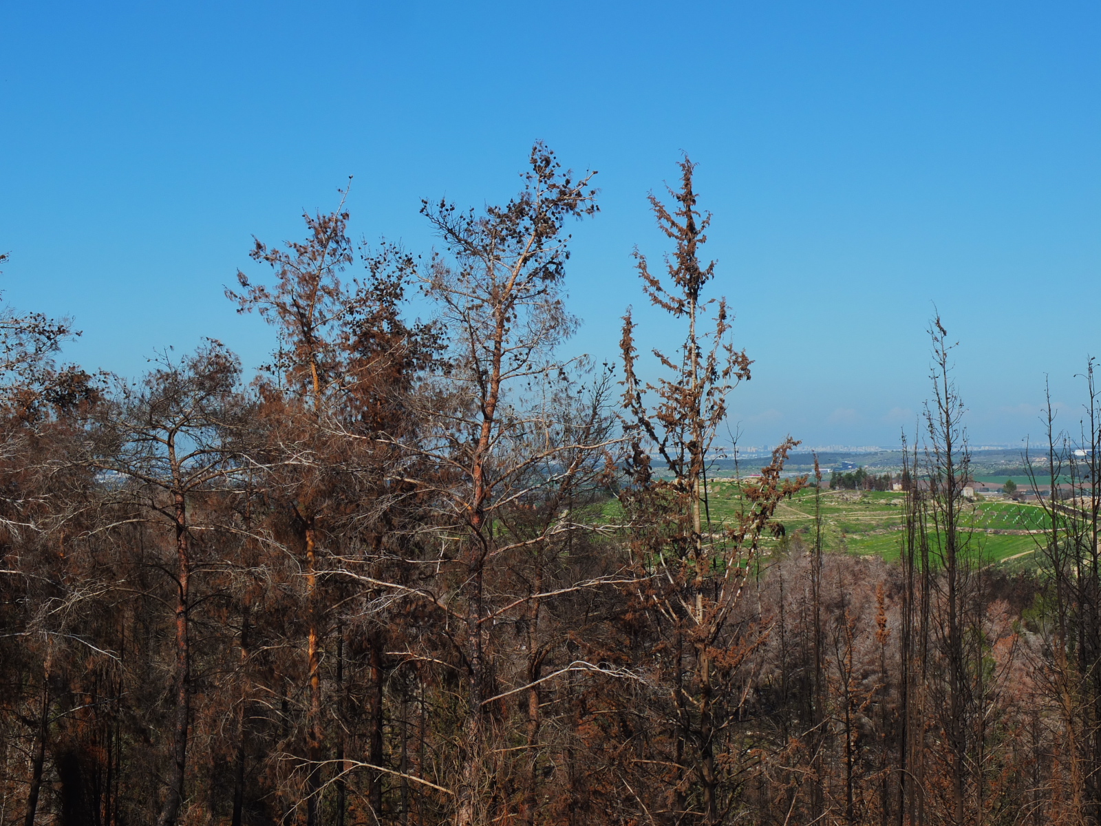 Green hill of Latroun seen in the background, with the burned pine forest at front.