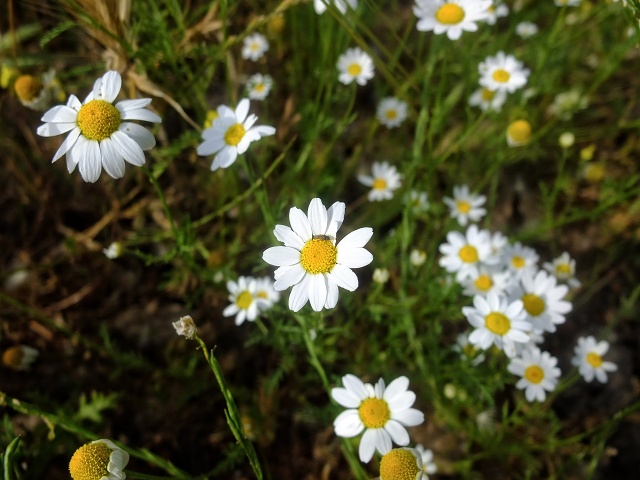 Inbar Mindfulness Retreat April 2023 004