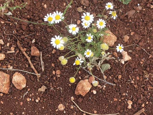 Inbar Mindfulness Retreat April 2023 007