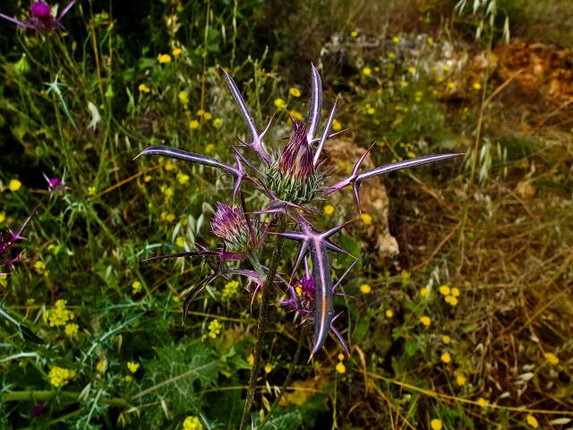 Inbar Mindfulness Retreat April 2023 010