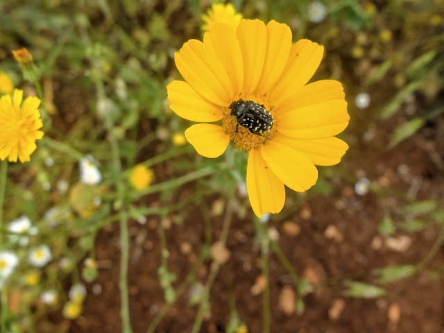 Inbar Mindfulness Retreat April 2023 011