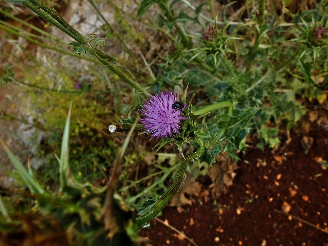 Inbar Mindfulness Retreat April 2023 012