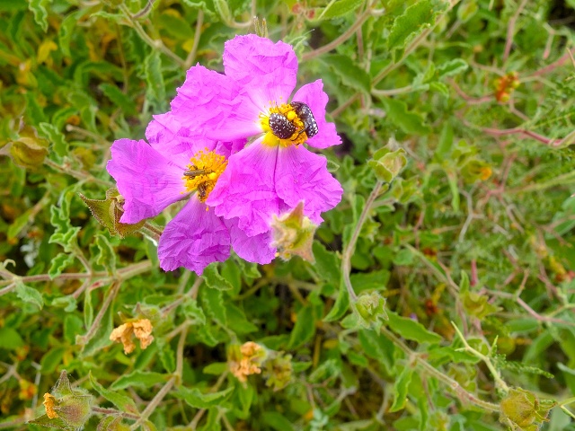 Inbar Mindfulness Retreat April 2023 015