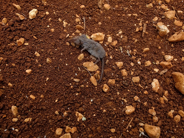 Inbar Mindfulness Retreat April 2023 019