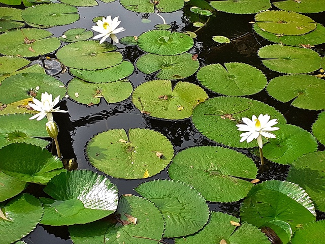 Pondicherry-2019-07-01 007