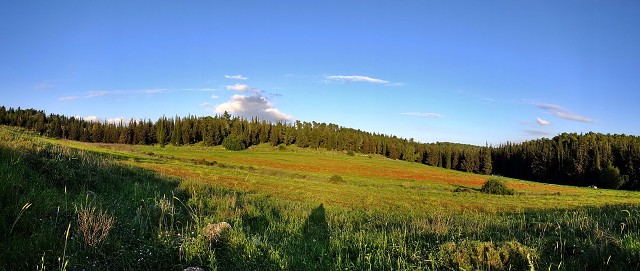 Poppies April 2023 001