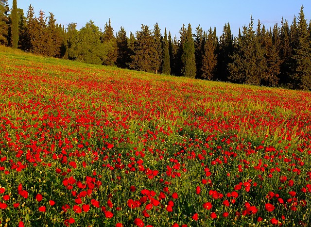 Poppies April 2023 003