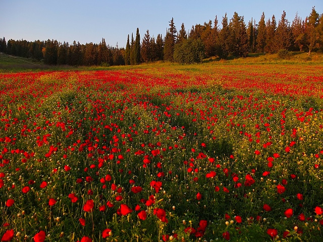 Poppies April 2023 004
