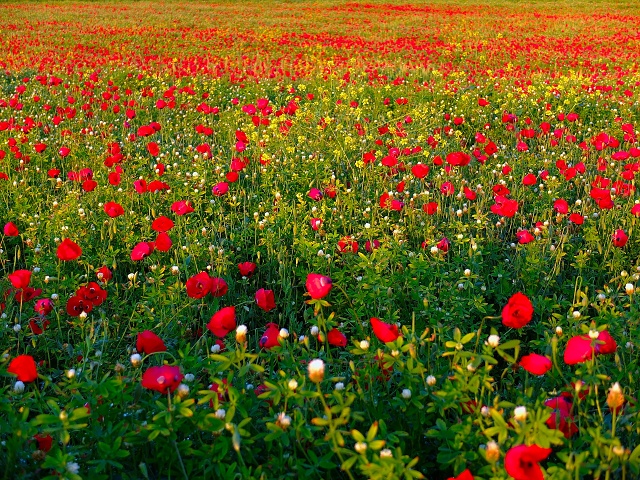 Poppies April 2023 005