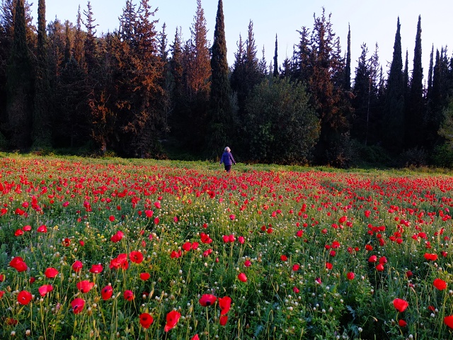Poppies April 2023 006