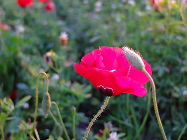 Poppies April 2023 007