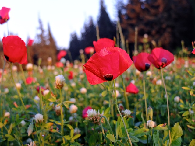 Poppies April 2023 008