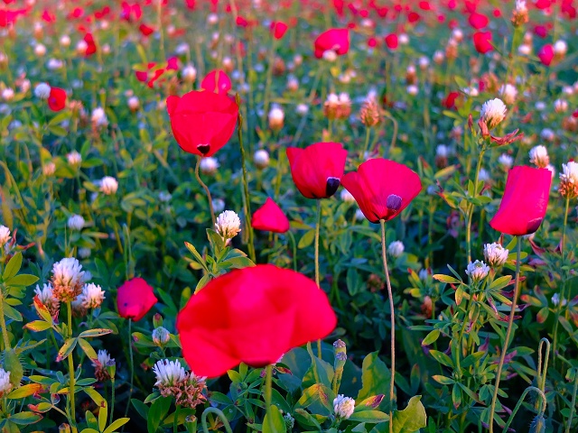 Poppies April 2023 009