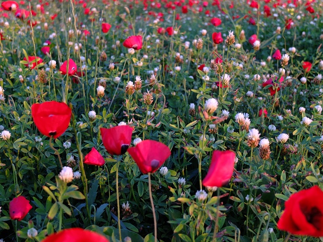 Poppies April 2023 010