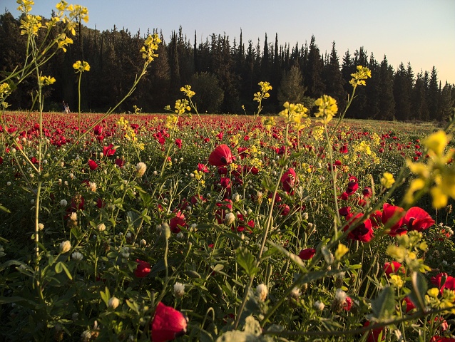 Poppies April 2023 011