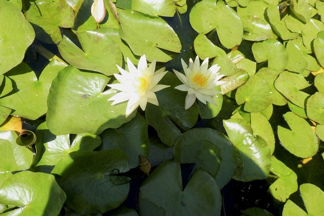 Zikhron-2021-04-22-28