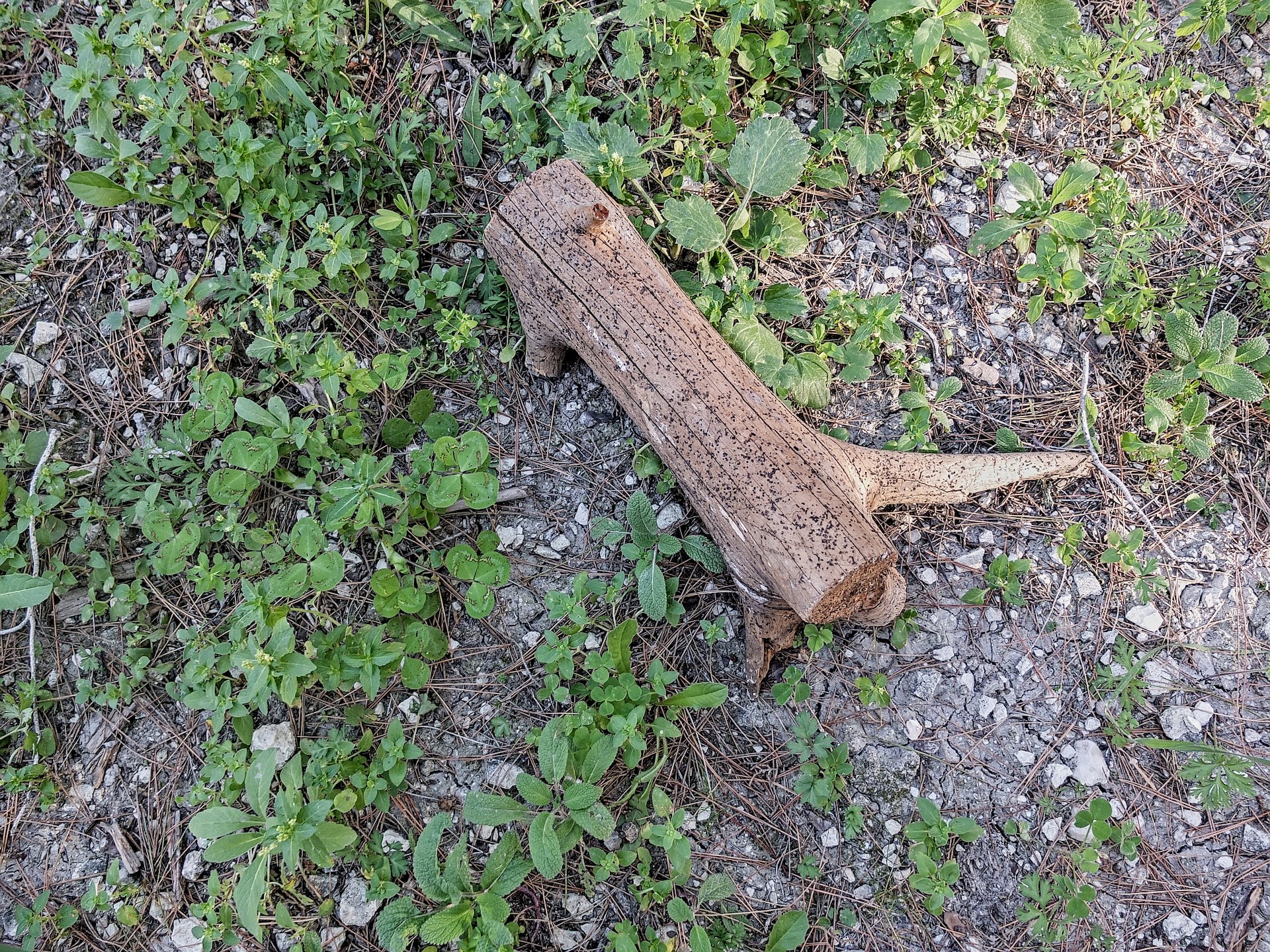 a log seen among vegetation