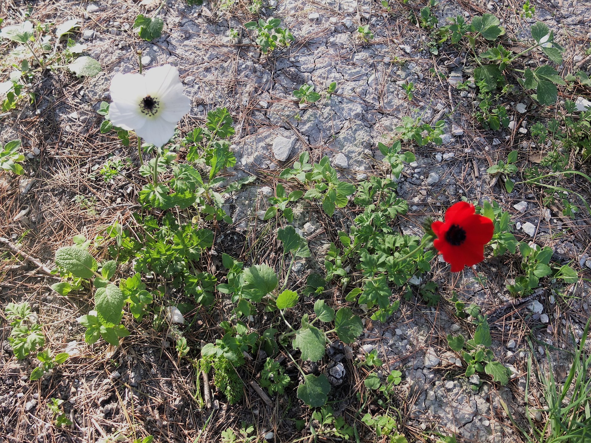 red and white anemones seen together