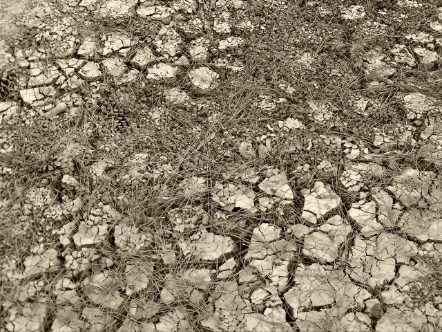 Woods-2022-07-18-sm-001