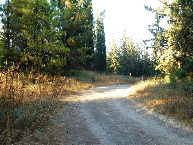 Woods-2022-07-18-sm-002