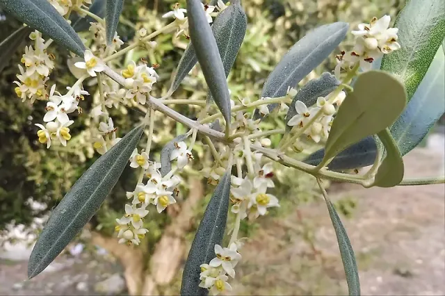 Olive-flowers.webp