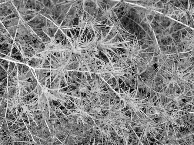 Woods-2022-07-18-sm-003