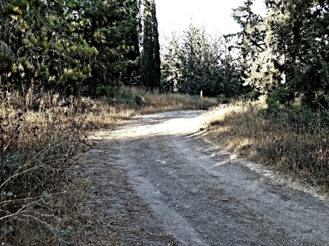 Woods-2022-07-18a-sm-001