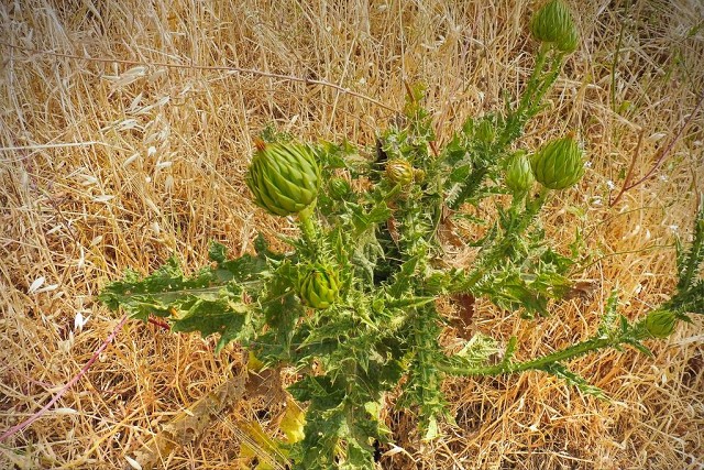 2022-05-tabor-stream-11