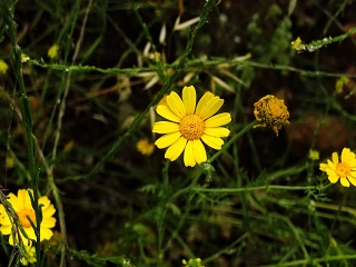 Inbar Mindfulness Retreat April 2023 006