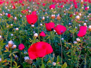Poppies April 2023 009