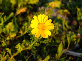 DSCF4330-sm