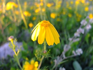DSCF4334-sm