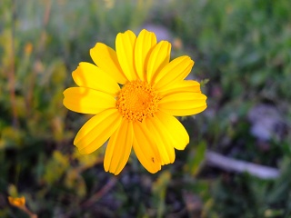 S0024353-sm