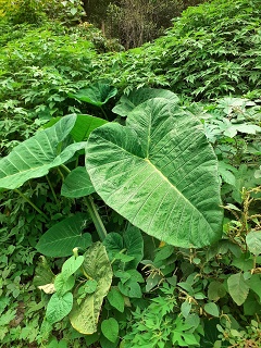 India Thekady Periyar Spice Garden 2019-06-21 001
