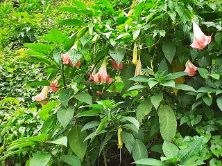 India Thekady Periyar Spice Garden 2019-06-21 003