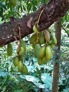 India Thekady Periyar Spice Garden 2019-06-21 007