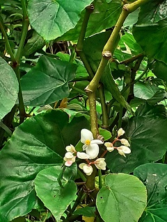 India Thekady Periyar Spice Garden 2019-06-21 010