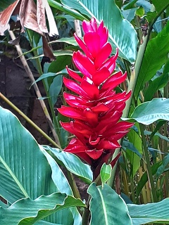 India Thekady Periyar Spice Garden 2019-06-21 011