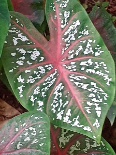 India Thekady Periyar Spice Garden 2019-06-21 012