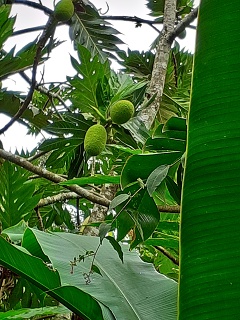 India Thekady Periyar Spice Garden 2019-06-21 013