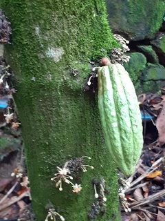 India Thekady Periyar Spice Garden 2019-06-21 014