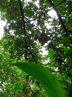 India Thekady Periyar Spice Garden 2019-06-21 015