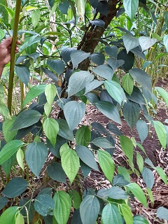 India Thekady Periyar Spice Garden 2019-06-21 016
