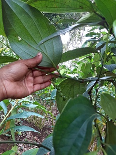 India Thekady Periyar Spice Garden 2019-06-21 017