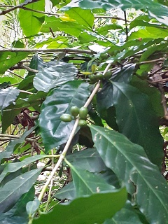 India Thekady Periyar Spice Garden 2019-06-21 018