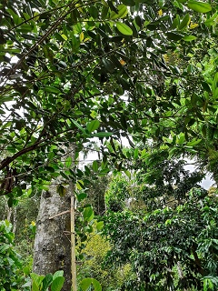 India Thekady Periyar Spice Garden 2019-06-21 019