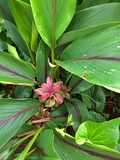 India Thekady Periyar Spice Garden 2019-06-21 020