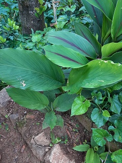 India Thekady Periyar Spice Garden 2019-06-21 021