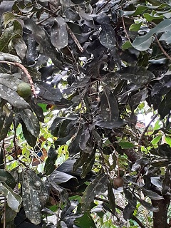 India Thekady Periyar Spice Garden 2019-06-21 022