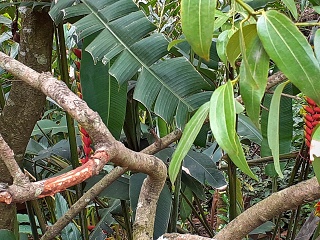 India Thekady Periyar Spice Garden 2019-06-21 023